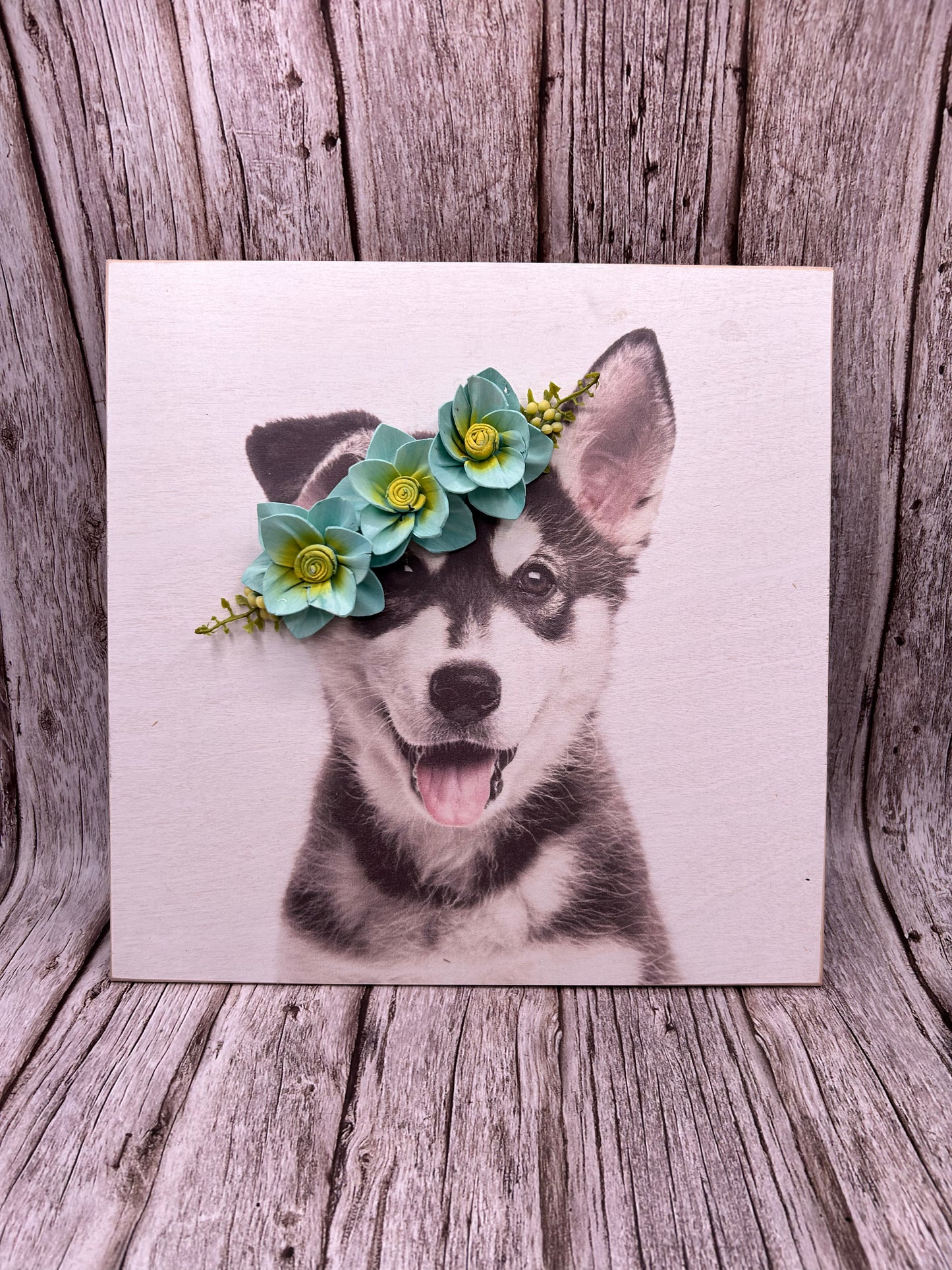 Husky Pic