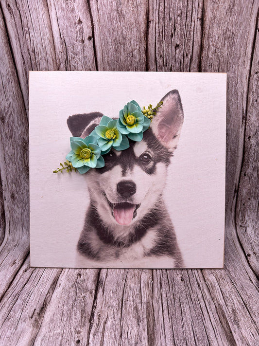Husky Pic